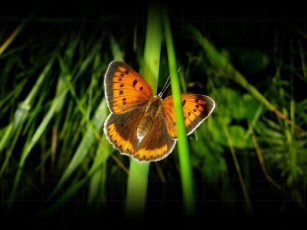 обоя butterfly, животные, бабочки
