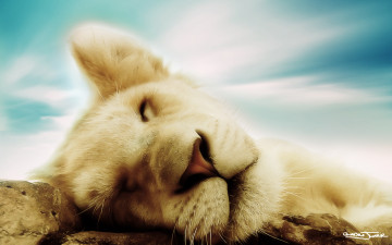 Картинка рисованные львица спящая голова камни