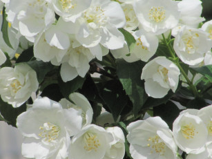 Картинка цветы жасмин белые цветки