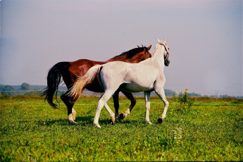 Картинка животные лошади кони природа