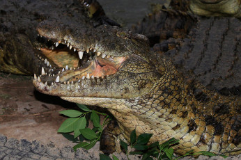 Картинка животные крокодилы пасть зубы