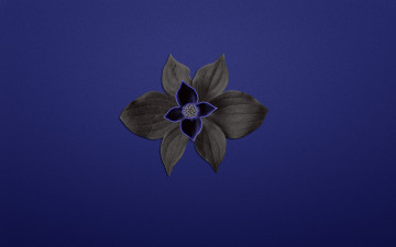 Картинка 3д графика flowers цветы растение цветок синий фон