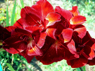 Картинка цветы гладиолусы бордовый