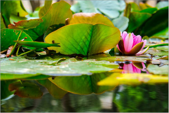 Картинка цветы лилии+водяные +нимфеи +кувшинки листья водоем лилия