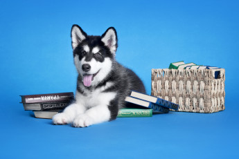 Картинка животные собаки книги щенок