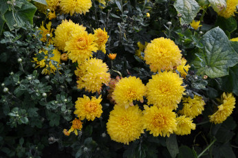 Картинка цветы хризантемы куст желтые