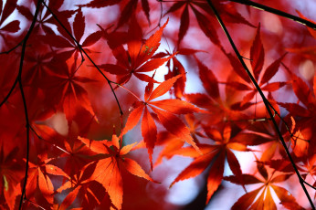 Картинка природа листья красные осень