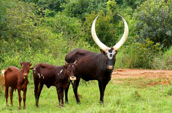 Картинка животные коровы +буйволы рога