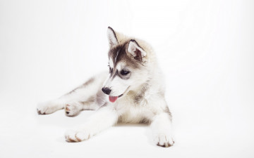 Картинка животные собаки husky puppy sweet siberian