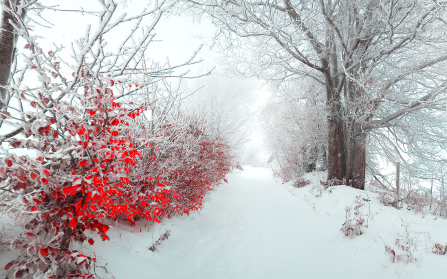 Обои картинки фото природа, зима, кусты