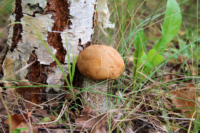 Обои картинки фото природа, грибы, береза