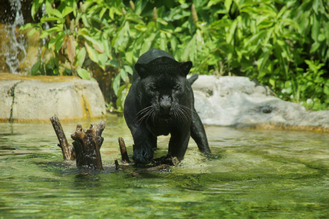 Обои картинки фото животные, пантеры, черный, ягуар, водоем, купание