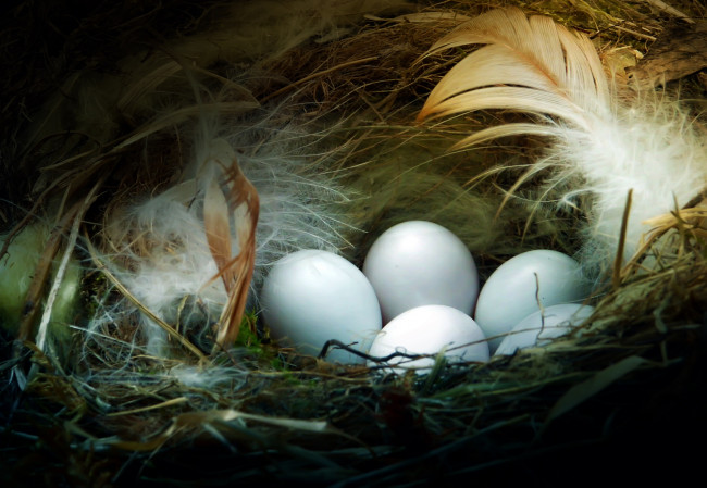 Обои картинки фото животные, гнезда птиц, гнездо, потомство, яйца