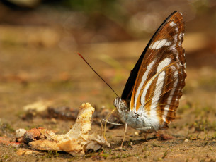 Картинка животные бабочки +мотыльки +моли itchydogimages крылья бабочка макро