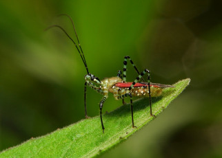 Картинка животные насекомые насекомое макро itchydogimages лист