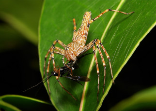 Картинка животные пауки еда добыча паук макро лист itchydogimages