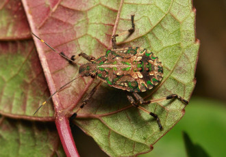 Картинка животные насекомые itchydogimages лист жук макро