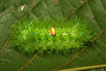Картинка животные гусеницы гусеница макро itchydogimages лист