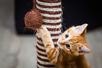 Картинка животные коты котенок кошка кот рыжий взгляд мордочка игрушка