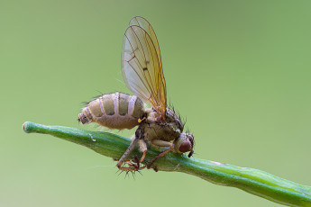 Картинка животные насекомые муха фон травинка cristian arghius макро