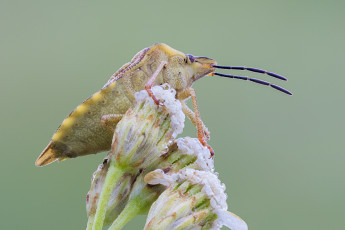 Картинка животные насекомые насекомое cristian arghius макро фон зелёный