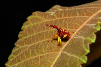 Картинка животные насекомые жучёк лист насекомое макро itchydogimages