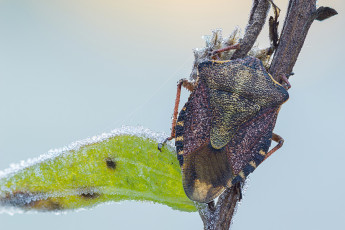 Картинка животные насекомые жук кристаллы лёд иней фон травинка макро cristian arghius клоп