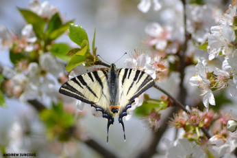 Картинка животные бабочки +мотыльки +моли природа макро насекомые бабочка красота флора цветы фауна апрель