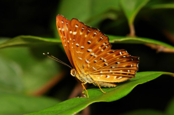 Картинка животные бабочки +мотыльки +моли узор усики крылья бабочка макро itchydogimages