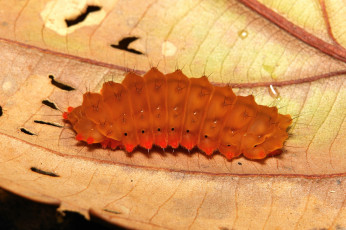 Картинка животные гусеницы itchydogimages гусеница лист веточка макро