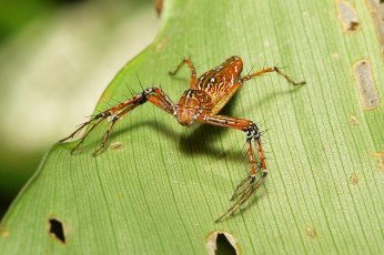 Картинка животные пауки лист паук макро itchydogimages