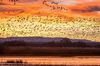 Картинка животные птицы холмы озеро закат небо облака красота