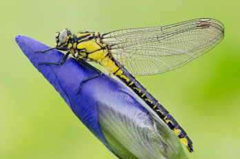 Картинка животные стрекозы цветок растение крылья стрекоза насекомое