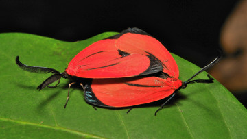 Картинка животные бабочки +мотыльки +моли моли макро itchydogimages крылья усики красные