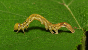 Картинка животные гусеницы гусеница лист макро itchydogimages