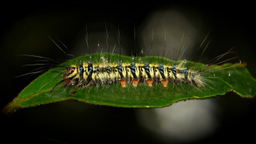 Картинка животные гусеницы макро itchydogimages лист гусеница
