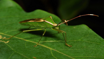 Картинка животные насекомые усы насекомое itchydogimages макро лист