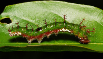 Картинка животные гусеницы лист гусеница макро itchydogimages