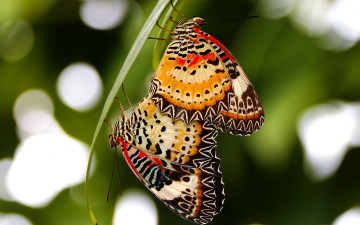Картинка животные бабочки +мотыльки +моли макро насекомые трава