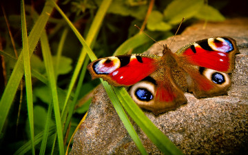 Картинка животные бабочки +мотыльки +моли природа макро насекомые бабочка камень трава