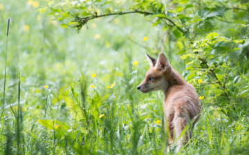 Картинка животные лисы лиса природа лето