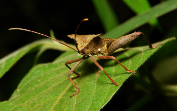 Картинка животные насекомые усики лапки клоп жук лист макро itchydogimages
