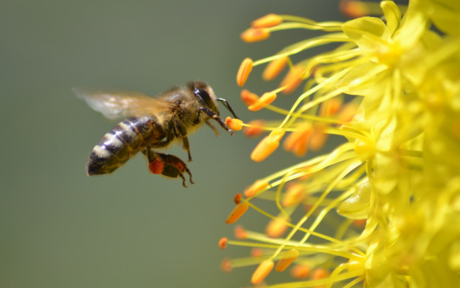 Обои картинки фото животные, пчелы,  осы,  шмели, природа, лето, пчела, насекомые, флора