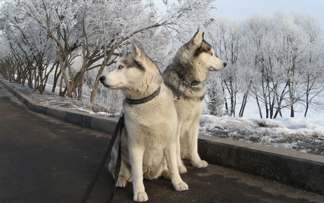 Обои картинки фото животные, собаки, дорога, прогулка, деревья, снег