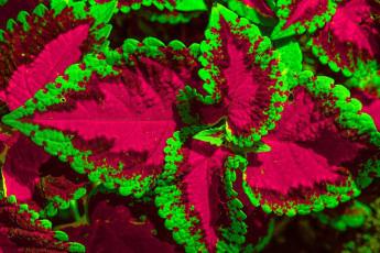 Картинка цветы колеусы +каладиумы листья цветок колеус макро