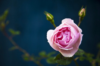 Картинка цветы розы бутоны роза макро