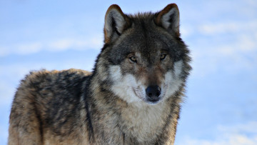 Картинка животные волки +койоты +шакалы зима волк взгляд серый снег