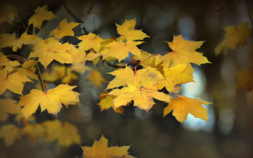 Картинка разное компьютерный+дизайн осень природа листья фон