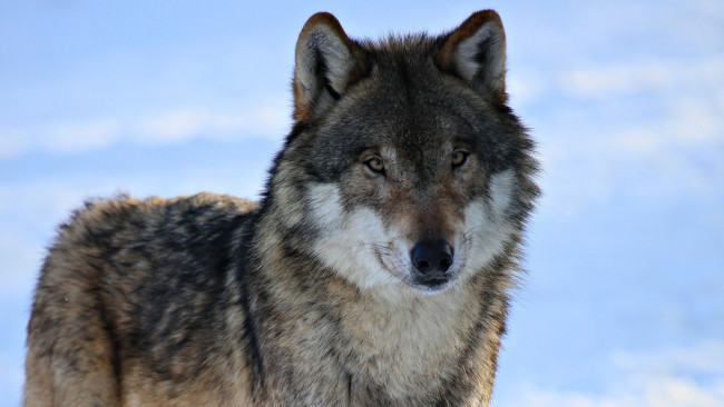 Обои картинки фото животные, волки,  койоты,  шакалы, зима, волк, взгляд, серый, снег