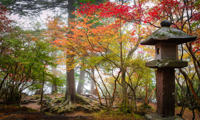 Обои картинки фото природа, лес, осень, деревья, листва
